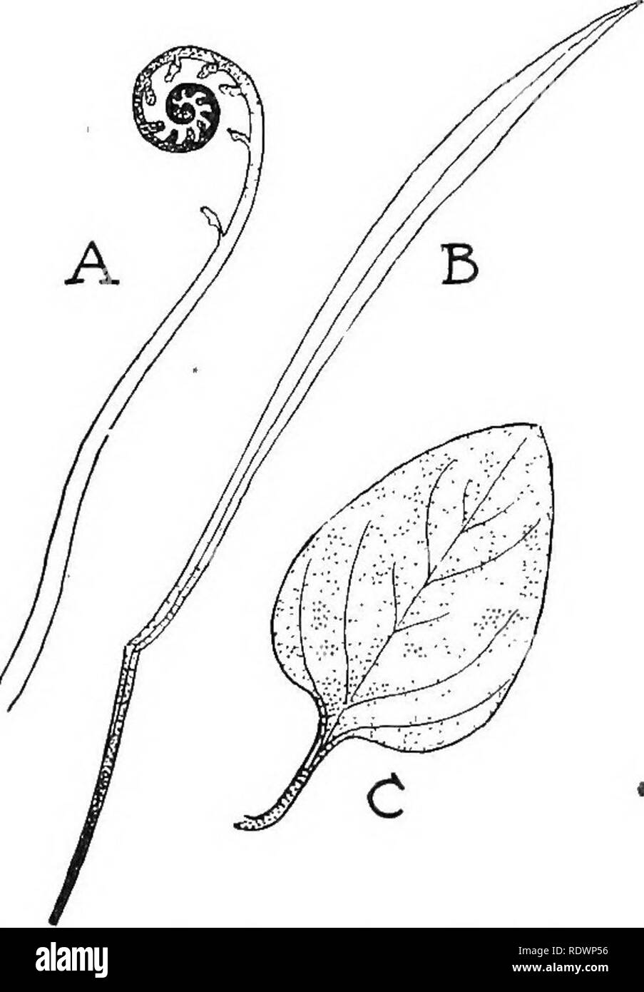 Science Of Plant Life A High School Botany Treating Of The Plant And Its Relation To The Environment Botany Science Of Plant Life Help Us In Answering This Inquiry Yoimg