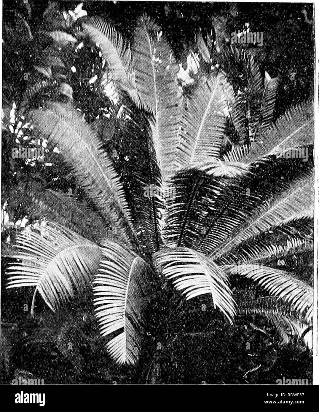 Cycads Age High Resolution Stock Photography And Images Alamy