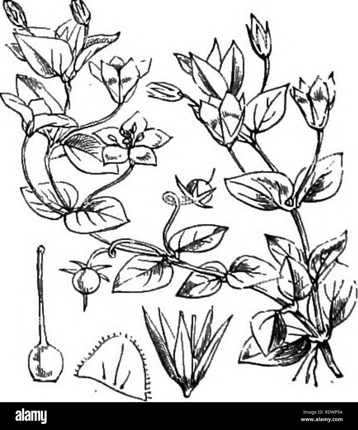 . Illustrations of the British flora: a series of wood engravings, with dissections, of British plants. Botany; Botany. 656. Lysimachia Nummularia, L. Mojtcyiuort, Creeping Jeimy; Y, 657. Lysimachia nemorum, L. WoodL.; Y.. Please note that these images are extracted from scanned page images that may have been digitally enhanced for readability - coloration and appearance of these illustrations may not perfectly resemble the original work.. Fitch, W. H. (Walter Hood), 1817-1892; Smith, George Worthington, 1835-1917; Bentham, George, 1800-1884. Handbook of the British flora. London, L. Reeve Stock Photo