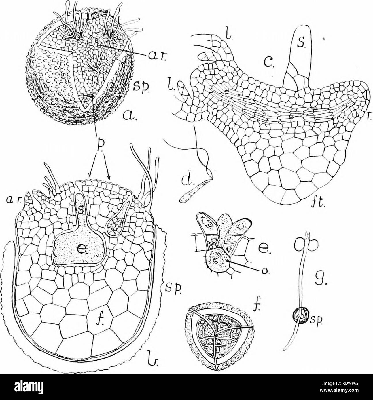 . An introduction to the structure and reproduction of plants. Plant anatomy; Plants. 320 SELAGINELLA to a terrestrial existence. Associated with the last-named feature we see the differentiation of proper conducting tissue and of true roots. Tliere is, moreover, a marked tendencj'' towards. Fig. iS^.—Sehi^iiwlhi, pruthallia and embryulogy. a. front view, and b. vertical section of mature megaspore witlr female jirothallus ; c, older embryo ; d, spermatozoid ; e, archegonium in longitudinal section ; /, microspore with contained male prothallus ; i;. voung plant still attached to the megas])or Stock Photo