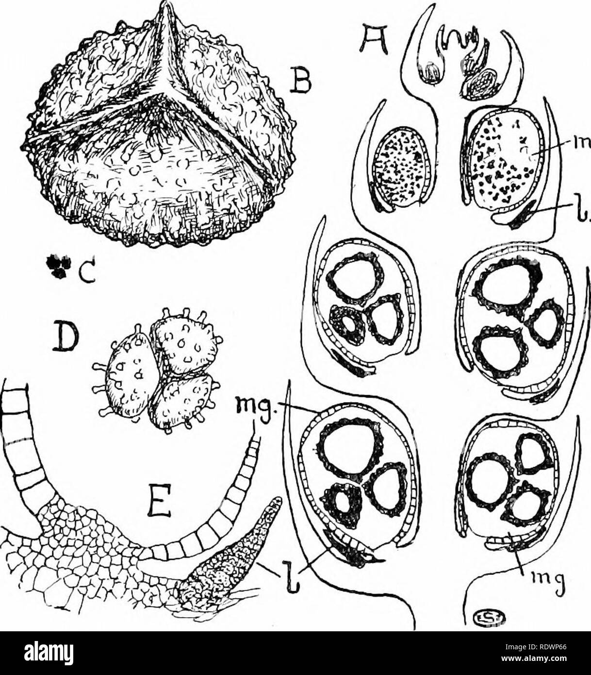 . An introduction to the structure and reproduction of plants. Plant anatomy; Plants. 3ib SPORES OF SELAGINELLA These features are readily observed in longitudinal sections through the cones, which also show the presence of a small outgrowth (the ligule, Fig. i8i, /.) from the upper surface of each sporophyll, between its upturned tip and the sporangium. Such ligules, though most conspicuous on the sporophylls, oc- cur also on all the vegetative 1 e a ^f e s , but their function is altogether obscure. A ligule is not met with in the genus Lycopo- diiiin, but ap- pears to ha'e been character-  Stock Photo