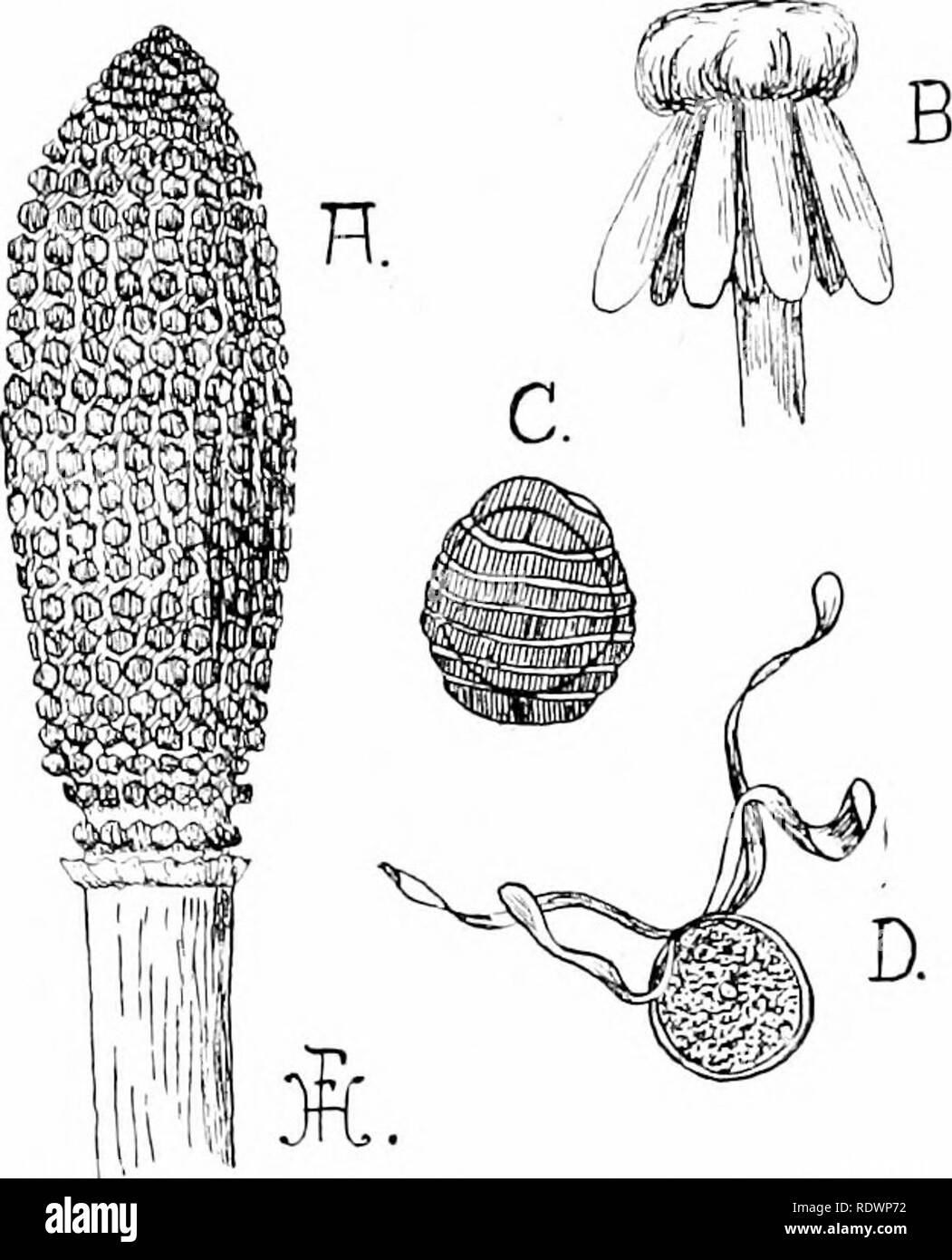 . An introduction to the structure and reproduction of plants. Plant anatomy; Plants. REPRODUCTION OF EOUISETUM 313 and bears on the inner face of its hexagonal lamina a ring of 5 to 10 sporangia encircling the stalk (Fig. 176, B). In the }'oung cone the heads of the sporopln'lls fit closely together, thus forming a compact protection for the sporangia; lint as the latter mature the sporoph5'lls separate, through elongation of the axis, and permit escape of the green spores. The individual sporangia are rather larger than those of Ferns, and have a several-layered wall. Many of the fossil Hors Stock Photo