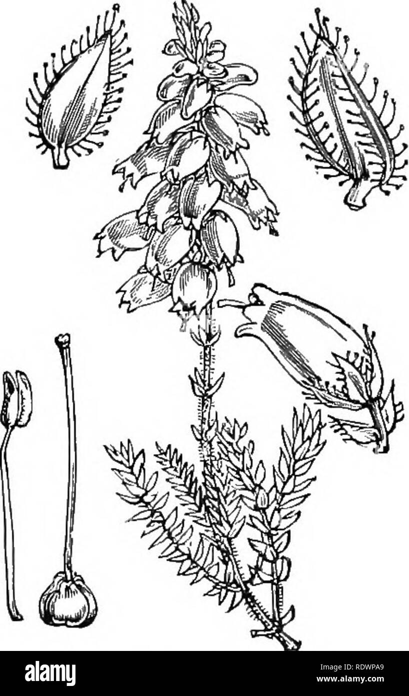 . Illustrations of the British flora: a series of wood engravings, with dissections, of British plants. Botany; Botany. 639. Erica ciliaris, L. Ciliated HeatJicr ] R.. Please note that these images are extracted from scanned page images that may have been digitally enhanced for readability - coloration and appearance of these illustrations may not perfectly resemble the original work.. Fitch, W. H. (Walter Hood), 1817-1892; Smith, George Worthington, 1835-1917; Bentham, George, 1800-1884. Handbook of the British flora. London, L. Reeve Stock Photo