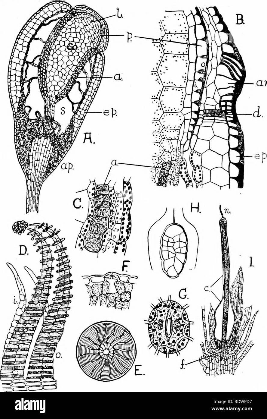 . An introduction to the structure and reproduction of plants. Plant anatomy; Plants. an.. Fig. 156.—Structure and development of the lloss-sporogonium (all figures, except F, represent Fiinaria hygrometrica). A, Longitudinal section through young capsule, apophysis (ap.), and the top of the stalk. B, Part of the capsule in the region of the lid, much enlarged. C, Small part of archesporium and spore sack, enlarged. D, Two pairs of peristome-teeth (inner and outer). F, Aperture of dehisced capsule, showing arrangement of peristome-teeth. F, Section of small part of apophysis of Bryum argenteum Stock Photo