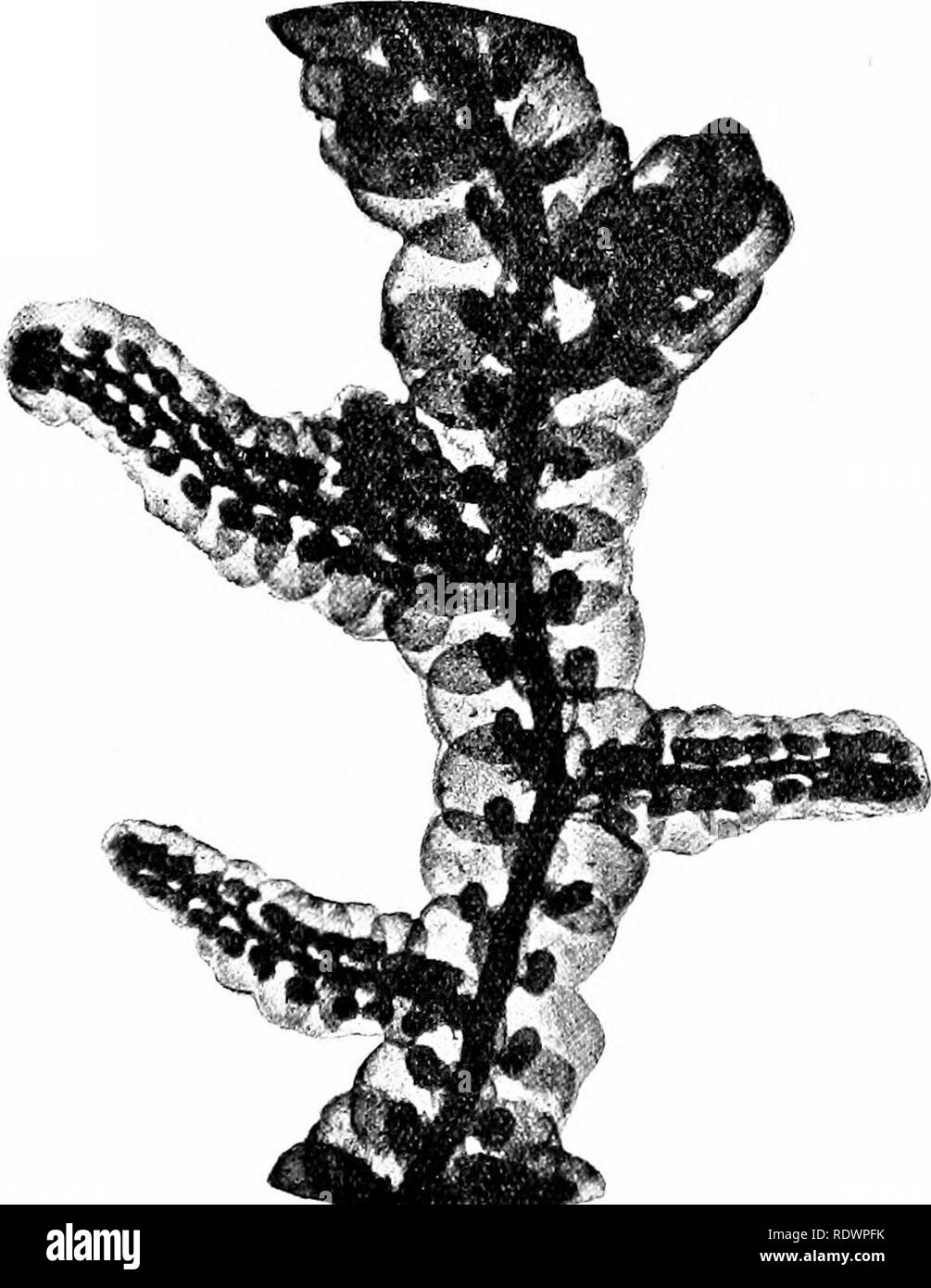 Thalloid liverworts hires stock photography and images Alamy