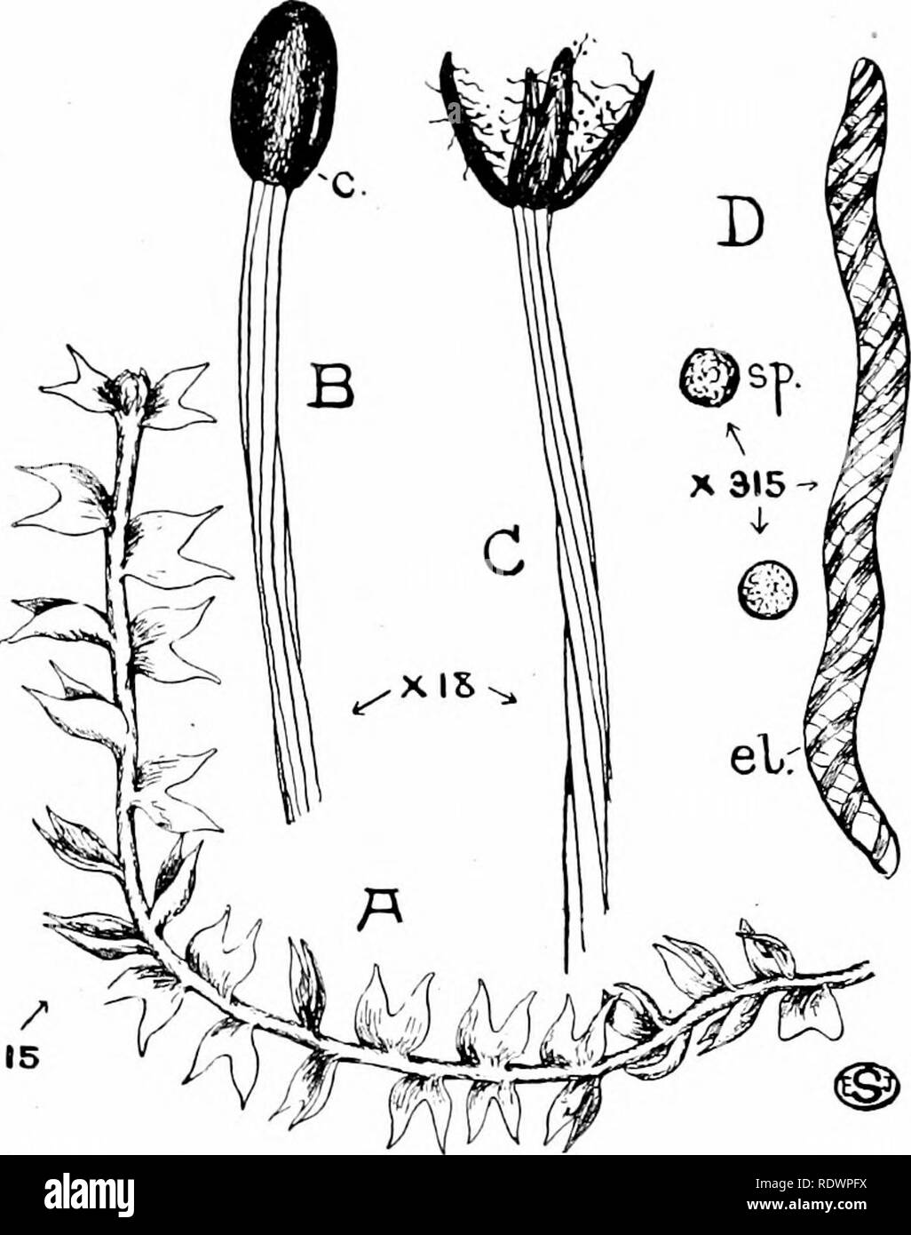 . An introduction to the structure and reproduction of plants. Plant anatomy; Plants. STRUCTURE OF LIVERWORTS 271 often mainly from the region of the midrib ; these rhizoids also function as organs of attachment. The underside of the thallus, in many Liverworts, also bears one or more rows of fiat overlapping scales (Fig. 149, s.), which are one cell thick, and not uncommonly purphsh in colour. Some forms {e.g. Marchantia) exhibit, m the axils of these scales,. XI5 Fig. 147.—A leafy Liverwort (Cephalozia bicuspidata). A, Portion of a plant. B, Sporogonium showing capsule (c.) before dehiscence Stock Photo