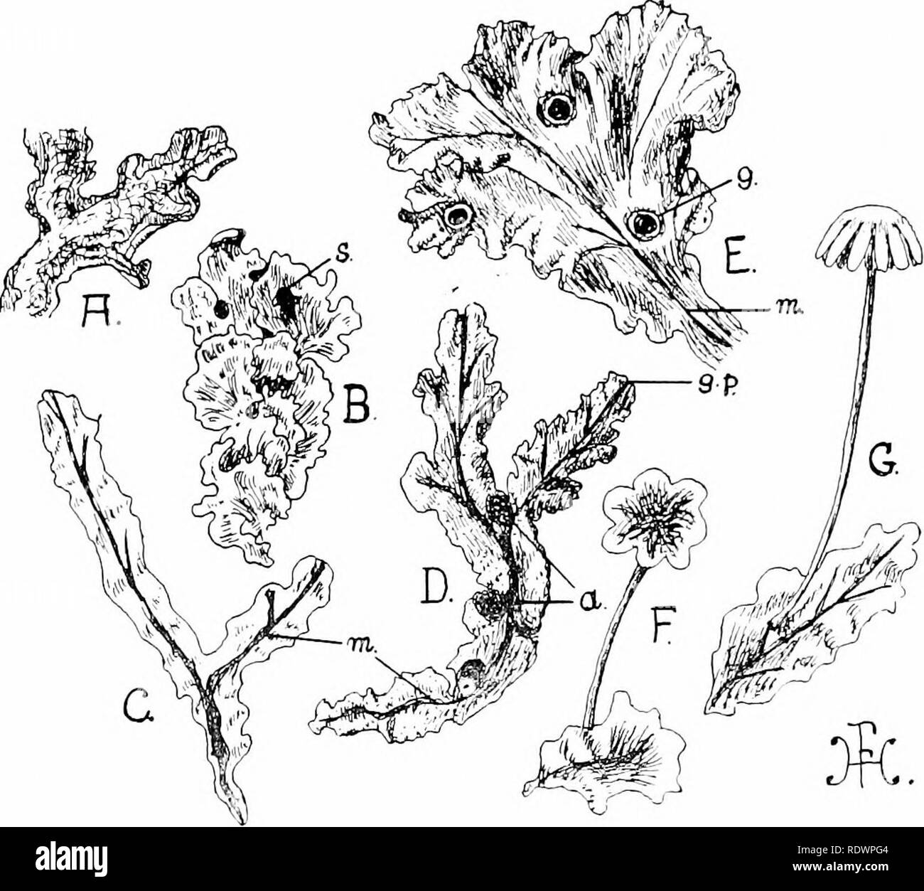 . An introduction to the structure and reproduction of plants. Plant anatomy; Plants. 270 STRUCTURE OF LIVERWORTS in close contact with the soil {e.g. the common Liverworts Pellia, Fig. 146, B, and Marcliantia, Fig. 146, E). At the base of the notch situated at the tip of each lobe of the thallus lies the growing point (Fig. 146, D, g.p.), which commonly consists of a marginal row of cells. The middle part of each segment is. Fig. 146.—Various thalloid Liverworts. A, Small part of the thallus of Fegatella, seen from the under-surface, showing the dense weft of rhizoids. B, Group of thalli of P Stock Photo