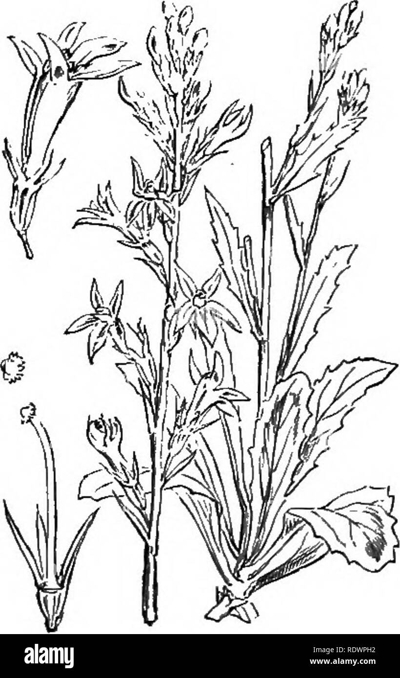 . Illustrations of the British flora: a series of wood engravings, with dissections, of British plants. Botany; Botany. 612. Lobelia Dortmanna, L. Water L.; B, 613. Lobelia urens, L. Ac-rid L.; B.. Please note that these images are extracted from scanned page images that may have been digitally enhanced for readability - coloration and appearance of these illustrations may not perfectly resemble the original work.. Fitch, W. H. (Walter Hood), 1817-1892; Smith, George Worthington, 1835-1917; Bentham, George, 1800-1884. Handbook of the British flora. London, L. Reeve Stock Photo