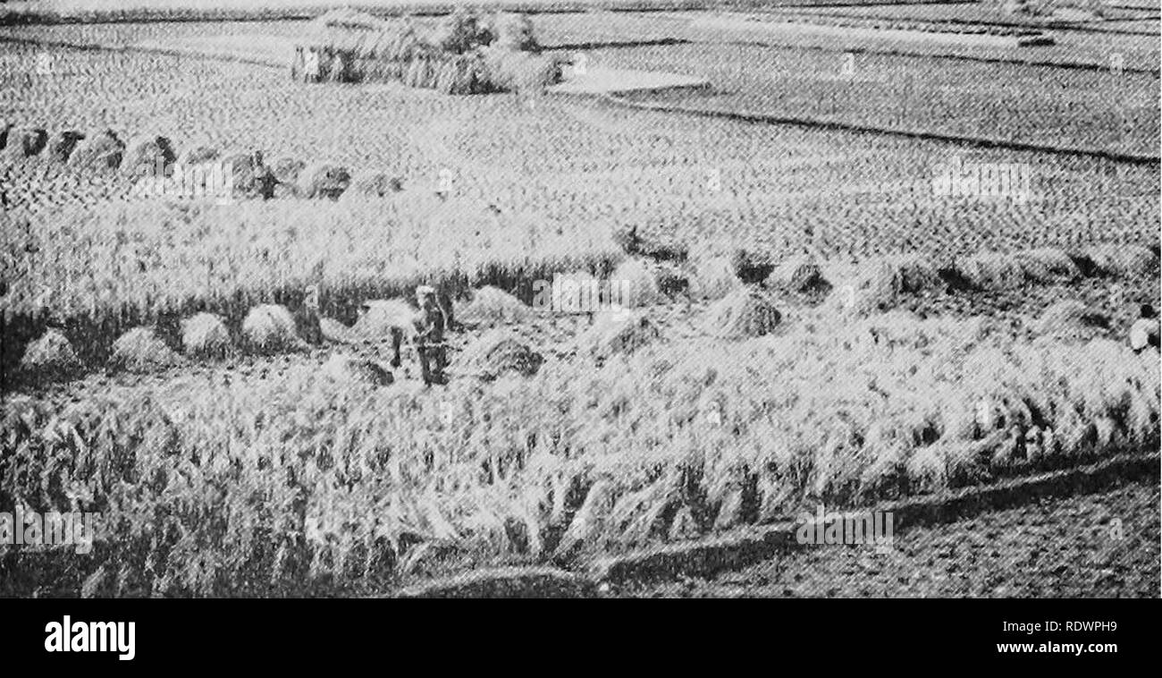 . Science of plant life, a high school botany treating of the plant and its relation to the environment. Botany. Plant Life in General 00&quot; — V^«S-; -Ijrt. Fig. s. Plants furnish the primary food supply of the world. The photograph shows a rice-harvesting scene in the Philippine Islands. be grown in sand; but because sand does not provide the plant with the necessary mineral substances, the corn will not be of normal growth and will fail to produce good seed. Under the same conditions of Hght and moisture, a rich gar- den soil would produce a normal plant. Or, if during the winter months c Stock Photo