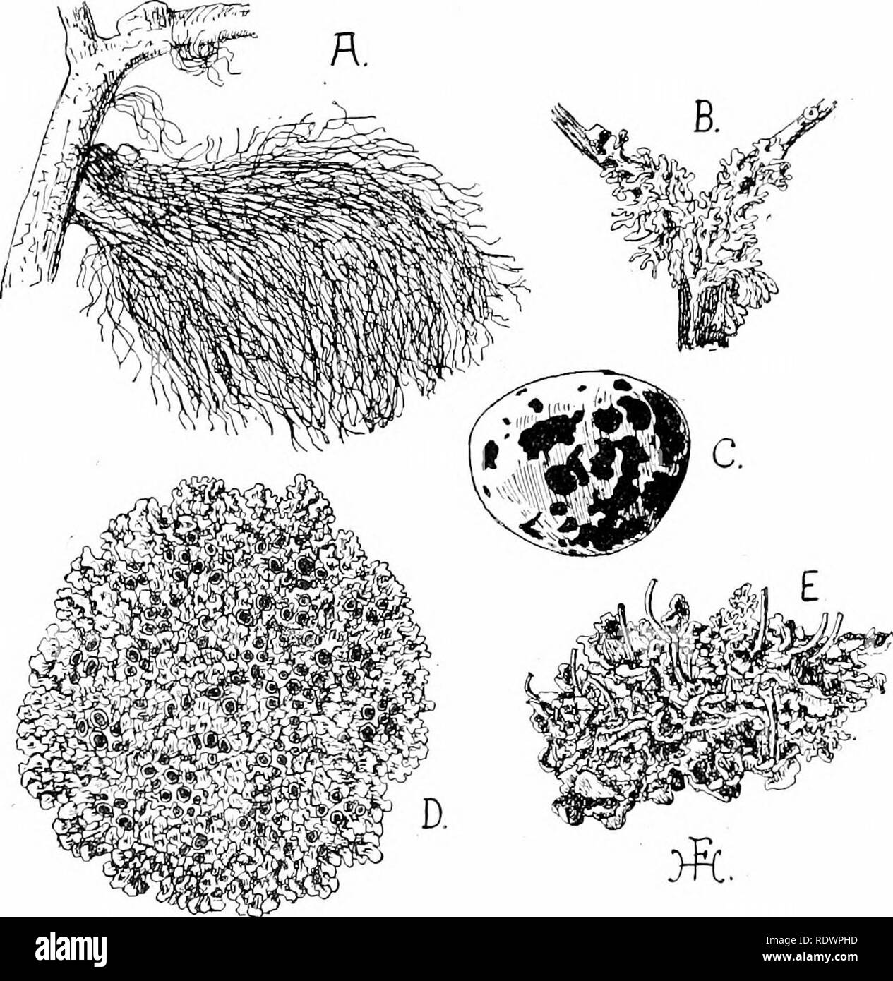 . An introduction to the structure and reproduction of plants. Plant anatomy; Plants. 258 LICHENS of a shingic-bcach, are due to various Lichens {e.g. Rhizocarpon confervoides, Fig. 141, C), which are here the iirst colonisers. The shape of the thallus is very diverse, and, as a general rule, almost entirely determined by the Fungus. It most com- monly takes the form of fiat, lobed expansions which are often. Fig. 141.—Various common Lichens. A, Usnea barbata. B, Partnelia physodes, on twig. C, Rhizocarpon confervoides, on pebble from shingle- beach at Pevensey. D, Xantlioria parietina (showin Stock Photo