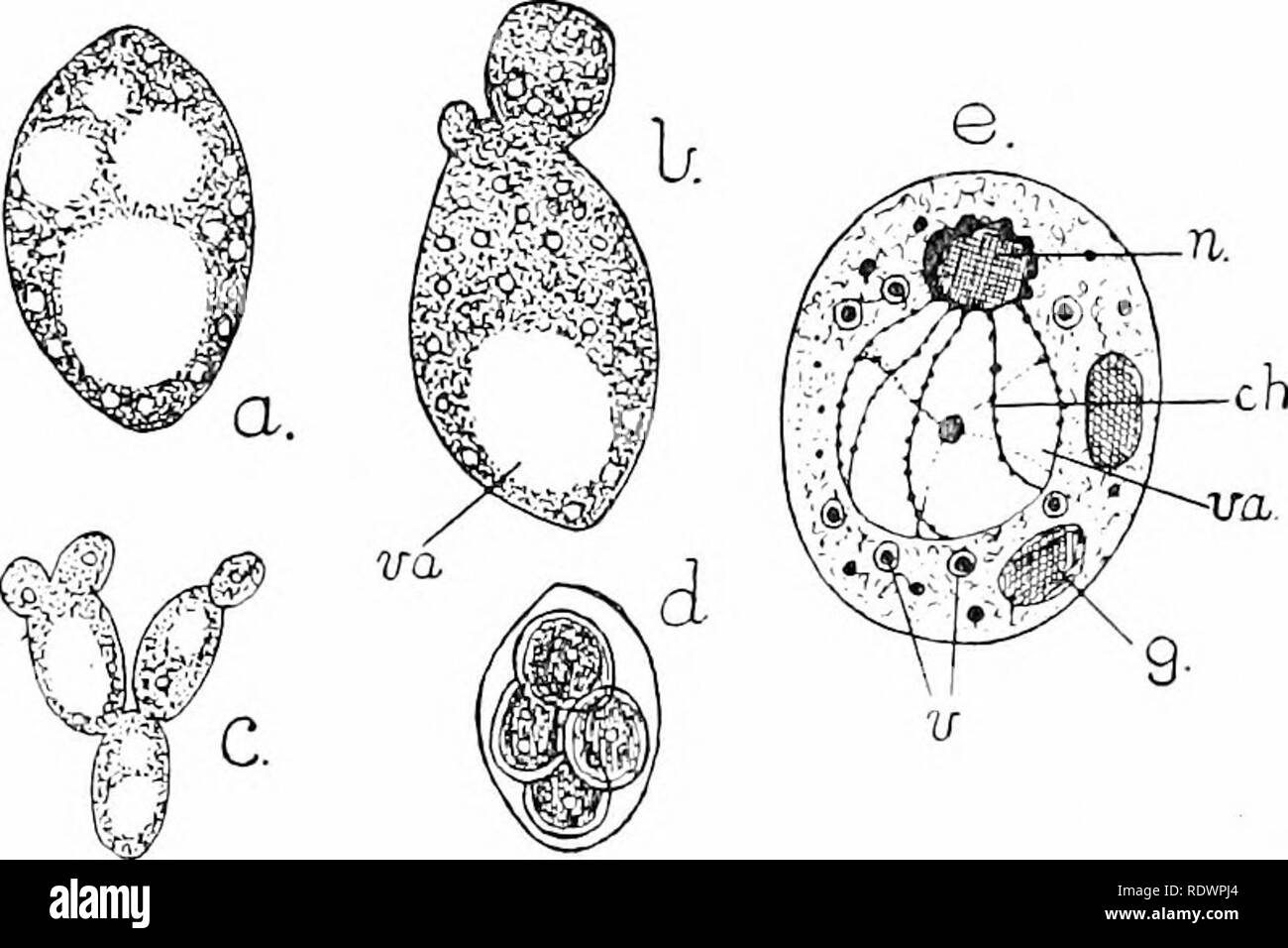 . An introduction to the structure and reproduction of plants. Plant anatomy; Plants. 256 YEAST (SACCHAROMYCES) outgrowth (Fig. 140, b) which slowly enlarges and assumes the form of the parent, from which it becomes separated by gradual constriction ; if this process of budding takes place rapidly, the cells do not immediately separate, and thus the chains (Fig. 140, c) above mentioned are formed. A stage, capable of a prolonged resting period, can also be obtained, for instance by growing Yeast on the surface of a raw Potato ; under these circumstances the cell-contents undergo division into  Stock Photo