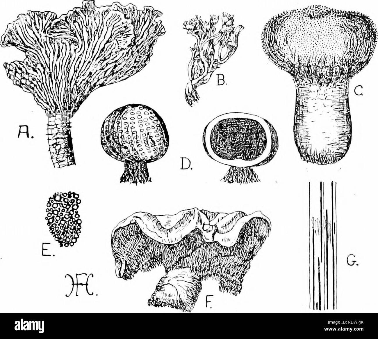 . An introduction to the structure and reproduction of plants. Plant anatomy; Plants. SLIME FUNGI (MYXOMYCETES) 251 substratum. Small, often rounded sporangia, containing numerous spores, are formed, especially in the autumn, and are sometimes very conspicuous owing to their brilliant colouration {e.g. the yellow-coloured Flowers of Tan, common on tanner's. Fig. 134.—Various Basidiomycetes. A, Cantharellus. B, Clavaria cinerea. C, Lycoperdon. D, Scleroderma vulgare (on the left entire fructifica- tion, on the right the latter in vertical section, showing the wall and the dark mass of contained Stock Photo