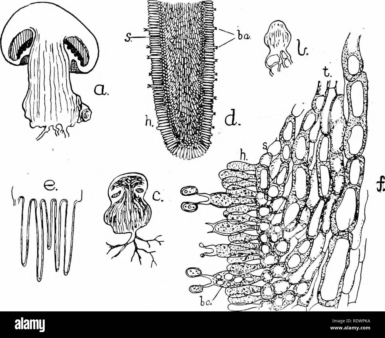 . An introduction to the structure and reproduction of plants. Plant anatomy; Plants. MUSHROOM (AGARICUS) 249 at their ends to form the superficial paUsade-like hymenium (li.) and a round-celled subhymenium (s.). The former comprises two kinds of club-shaped hyphal terminations: some, the basidia {ha.), bear at their apex two, or four, short processes, from the end of each of which a hasidiospore is formed, whilst the others are purely sterile, and probably play a part in the. Fig. 132.—The common Mushroom (Agaricus campestris). h, c, and a, successive stages in the development of the fructifi Stock Photo