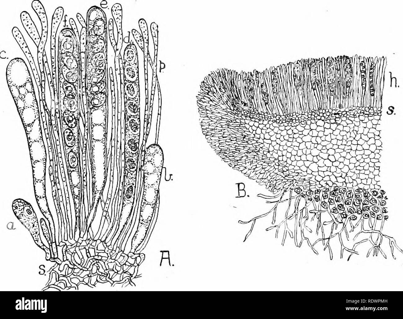 . An introduction to the structure and reproduction of plants. Plant anatomy; Plants. 240 PEZIZA inner surface of the cup. These form a pahsade-Uke layer (the hymenium, h.) composed of numerous elongated sporangia or asci (Fig. 127, A, a-j), interspersed with the slender hair-hke ends of barren hyphffi [p.). Each ascus contains eight eUipsoidal ascospores {e, f), which are liberated when mature through a terminal aperture on contact with moist air. Mere breathing on a ripe fruit-body may often cause the liberation of a cloud of spores.. Fig. 127.—Peziza vesiculosa. B, Section of half an'apothe Stock Photo