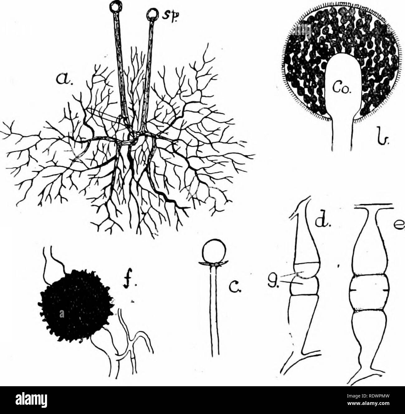 . An introduction to the structure and reproduction of plants. Plant anatomy; Plants. MUCOR 237 later conspicuous, dark brown or black, spherical sponmgia {sp.) appear at the ends of relatively thick upright hyphre, which in some species are branched. An ally of Miicor [Rhizopus stolonifer), that occurs very commonly on stale bread and horse dung, spreads very rapidly by hypha resembling. Fig. 125.—Mucor. a, mycelium, slightly magnified, showing two of the long-stalked sporangia (sp.) ; 6, sporangium, much enlarged, in optical section, showing the numerous spores and the central column (Co.) ; Stock Photo