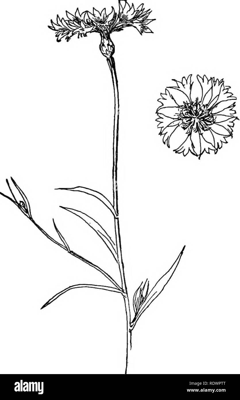 . Elements of botany. Botany; Botany. FERTILIZATION. 179 The flower of the ox-eye daisy, or the dandelion, consulting Figs, 110, 131, 164, 165, 166. Fig. 164.— Flower-Cluster of Bachelor's Button (Centaurea Cyanua). The flower of the crocus, the blue-eyed grass, or the .iris, consulting Figs. 167 and 168.1 1 For descriptions and illustrations that will aid in the work of this section the teacher is referred to Gray's Structural Botany, Gray's Field, Forest, and Garden Botany, Le Maout and Decaisne's Traiti GinS-al de Botanique, and Miss Newell's Outlines of Lessons in Botany, Part U.. Please n Stock Photo