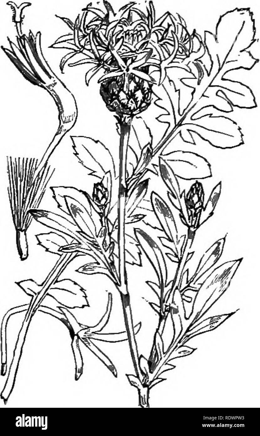 . Illustrations of the British flora: a series of wood engravings, with dissections, of British plants. Botany; Botany. 572. Centaurea nigra, L. Knapweed^ Hardheads ; P. 573- Centaurea Scabiosa, L. Greater C. ; P.. Please note that these images are extracted from scanned page images that may have been digitally enhanced for readability - coloration and appearance of these illustrations may not perfectly resemble the original work.. Fitch, W. H. (Walter Hood), 1817-1892; Smith, George Worthington, 1835-1917; Bentham, George, 1800-1884. Handbook of the British flora. London, L. Reeve Stock Photo