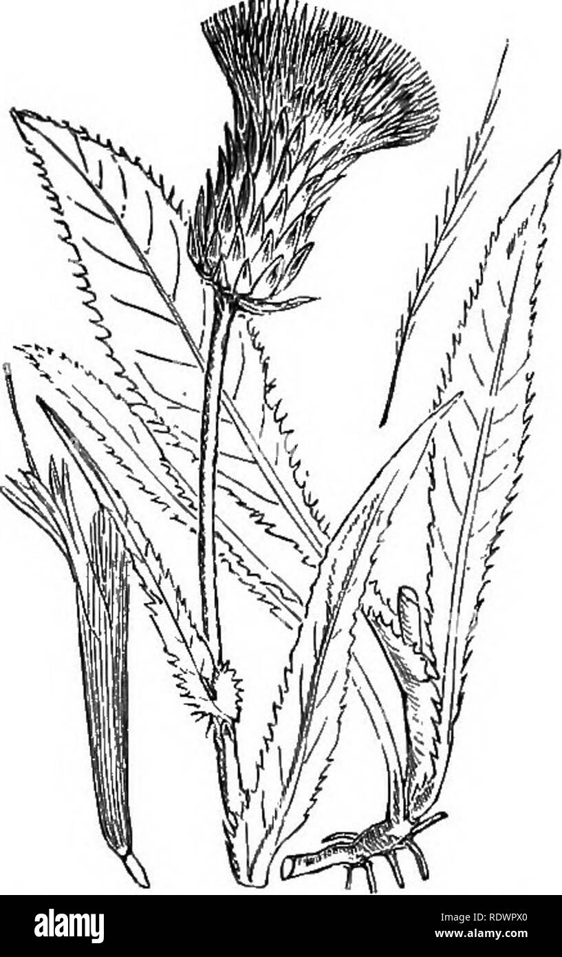. Illustrations of the British flora: a series of wood engravings, with dissections, of British plants. Botany; Botany. 142 XLIII. COMPOSITE. [I. Dicotyledons. 566. Carduus heterophylliis, L. Cnicus he., Willd.; Cirsium he., Hill, Melancholy Thistle ; P.. Please note that these images are extracted from scanned page images that may have been digitally enhanced for readability - coloration and appearance of these illustrations may not perfectly resemble the original work.. Fitch, W. H. (Walter Hood), 1817-1892; Smith, George Worthington, 1835-1917; Bentham, George, 1800-1884. Handbook of the Br Stock Photo