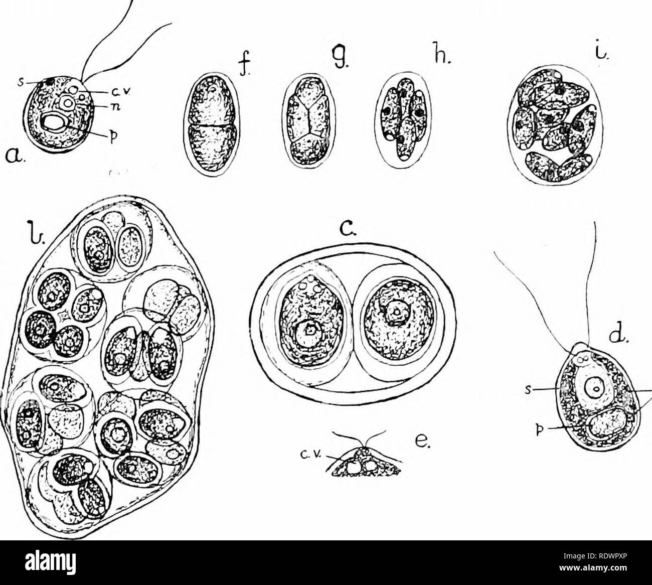 . An introduction to the structure and reproduction of plants. Plant anatomy; Plants. l82 STRUCTURE OF CHLAMYDOMONAS The movement of the Clilajnydomonas-individusds is accom- pHshed by means of two delicate thread-hke outgrowths, the cilia (Fig. 96, a and d), whicli can be detected arising close together at the front end, and are usually as long, or longer than, the body of the cell. They are recognisable under the high power in stationary individuals, but are more readily seen after adding a drop of iodine, which has the effect of killing. Fig. 96.—Individuals and vegetative reproduction of C Stock Photo