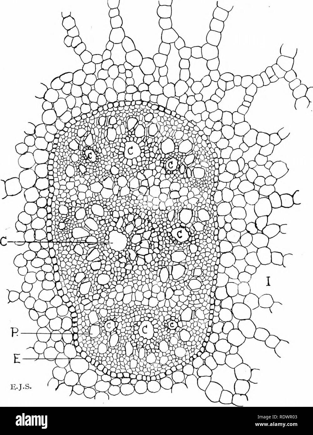 . An introduction to the structure and reproduction of plants. Plant anatomy; Plants. 174 AfiRENCHYMA Other examples of adaptation to the habitat-conditions in aquatics are :—restriction of the stomata to the upper surface of floating leaves, development of a covering of wax on the. Fig. 91.—Transverse section of the vascular strand of the Floating Pond- weed [Potamogeton natans). C, xylem-canals ; E., endodermis ; I., air-canal; P., sieve-tube. latter, and the aerenchyma encountered in certain marsh-plants (e.g. Purple Loosestrife, Lyiliritm salicaria ; Gipsj'wort, Lycopus ciirofcetts; Hairy  Stock Photo