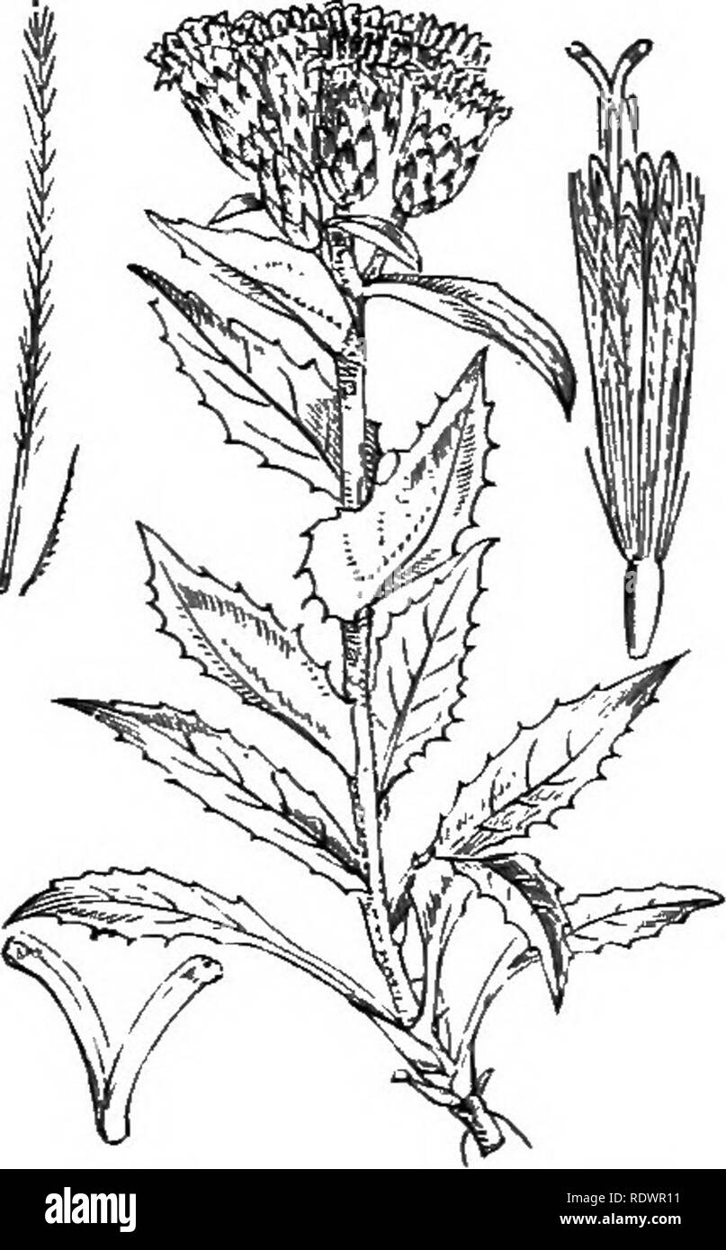 . Illustrations of the British flora: a series of wood engravings, with dissections, of British plants. Botany; Botany. 556. Serratula tinctoria, L. Saivwort; P. 557. Saussurea alpina, DC. AI fine S. ; P.. Please note that these images are extracted from scanned page images that may have been digitally enhanced for readability - coloration and appearance of these illustrations may not perfectly resemble the original work.. Fitch, W. H. (Walter Hood), 1817-1892; Smith, George Worthington, 1835-1917; Bentham, George, 1800-1884. Handbook of the British flora. London, L. Reeve Stock Photo