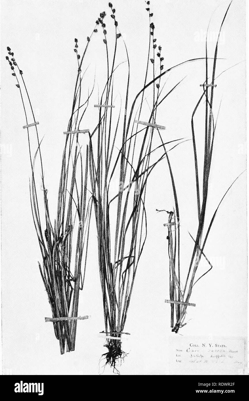 . Some American medical botanists commemorated in our botanical nomenclature. Delivered as a lecture before the Medical Historical Society of Chicago, 1910, and before the University of Nebraska, October 16, 1913. Botanists; Botany, Medical. CAREX SEORSA (E. C. Howe). Please note that these images are extracted from scanned page images that may have been digitally enhanced for readability - coloration and appearance of these illustrations may not perfectly resemble the original work.. Kelly, Howard A. (Howard Atwood), 1858-1943. Troy, N. Y. , Southworth Stock Photo
