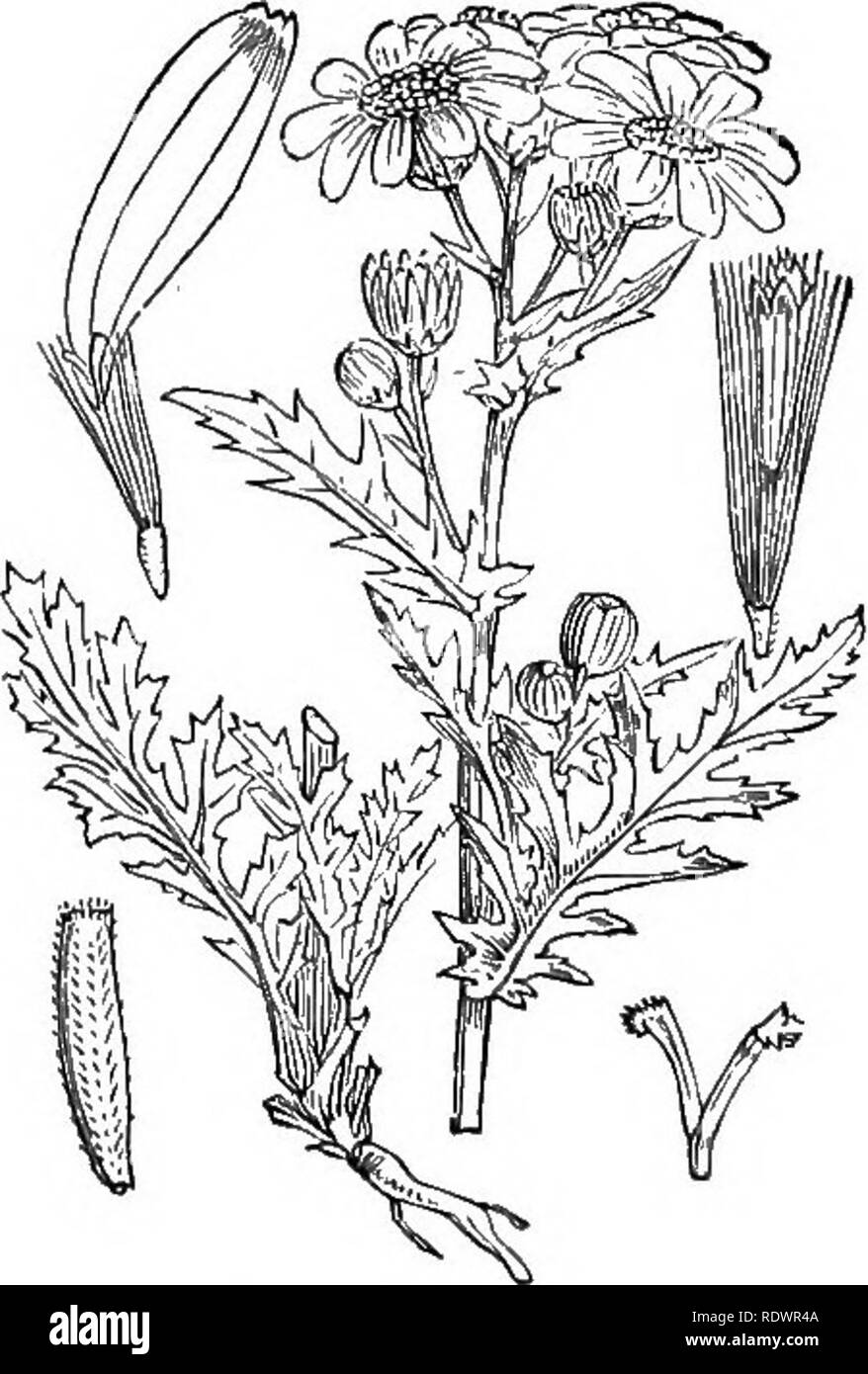 . Illustrations of the British flora: a series of wood engravings, with dissections, of British plants. Botany; Botany. •544. Senecio sylvalicus, L. ll'oixiS.; 1'. 545. Senecio squalidus, L. Sgjialid S.; ]^. Please note that these images are extracted from scanned page images that may have been digitally enhanced for readability - coloration and appearance of these illustrations may not perfectly resemble the original work.. Fitch, W. H. (Walter Hood), 1817-1892; Smith, George Worthington, 1835-1917; Bentham, George, 1800-1884. Handbook of the British flora. London, L. Reeve Stock Photo