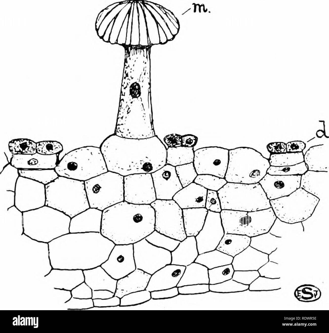 Vascular Bundle Scar