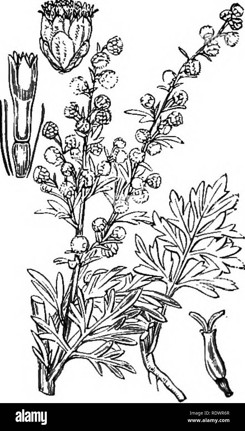 . Illustrations of the British flora: a series of wood engravings, with dissections, of British plants. Botany; Botany. 53S. Artemisia vulgaris, L. 539. Artemisia Absinthium, L. Worminoody AbsitUh; Y,. Please note that these images are extracted from scanned page images that may have been digitally enhanced for readability - coloration and appearance of these illustrations may not perfectly resemble the original work.. Fitch, W. H. (Walter Hood), 1817-1892; Smith, George Worthington, 1835-1917; Bentham, George, 1800-1884. Handbook of the British flora. London, L. Reeve Stock Photo