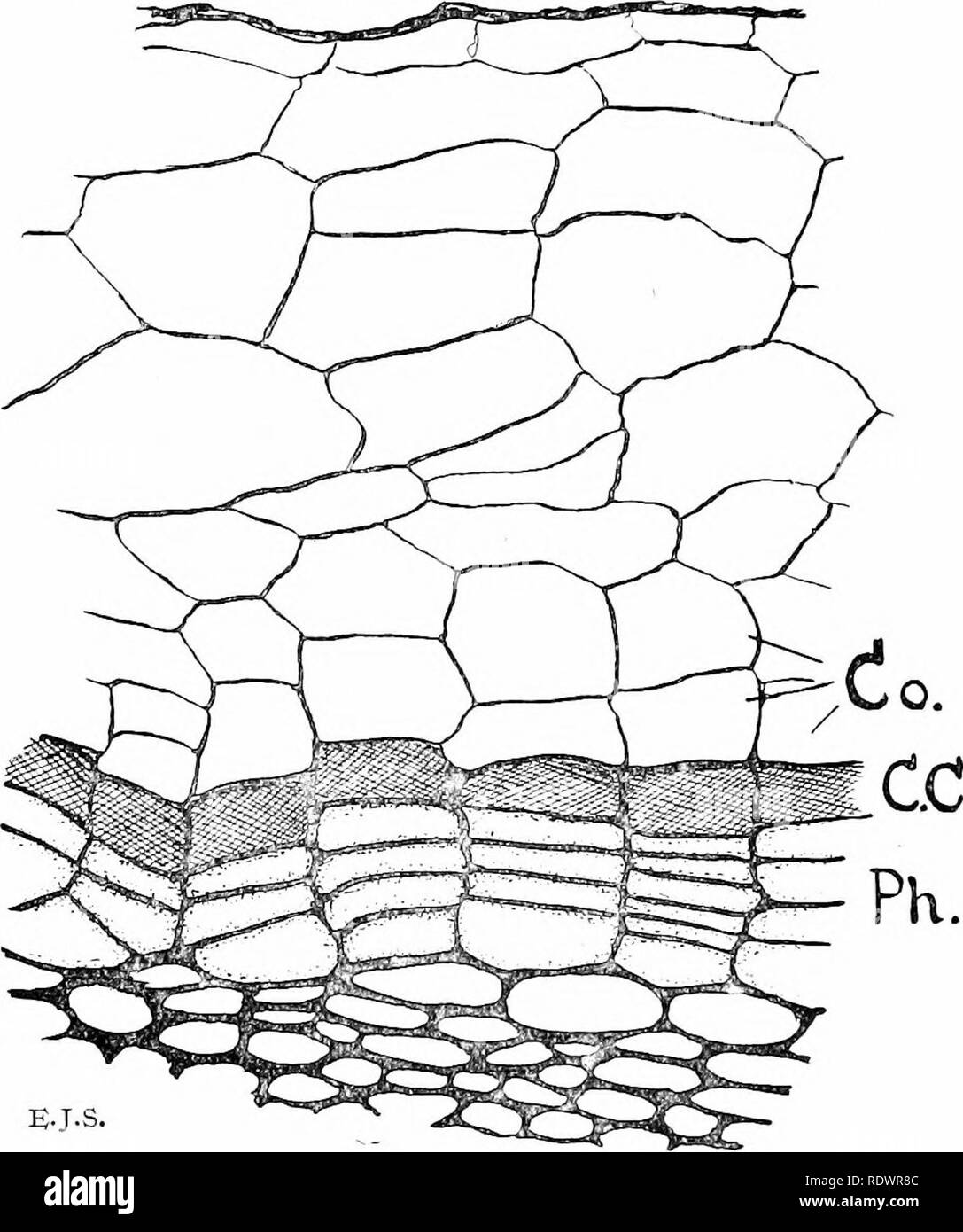 . An introduction to the structure and reproduction of plants. Plant