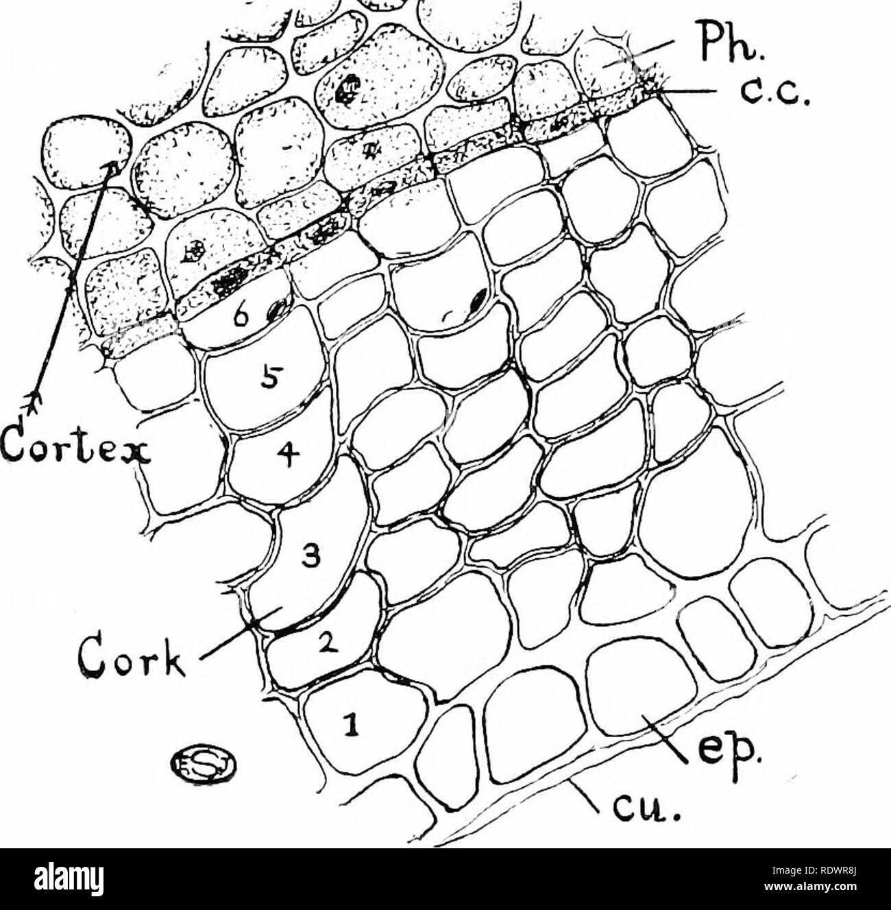 Cork Cell Under Microscope