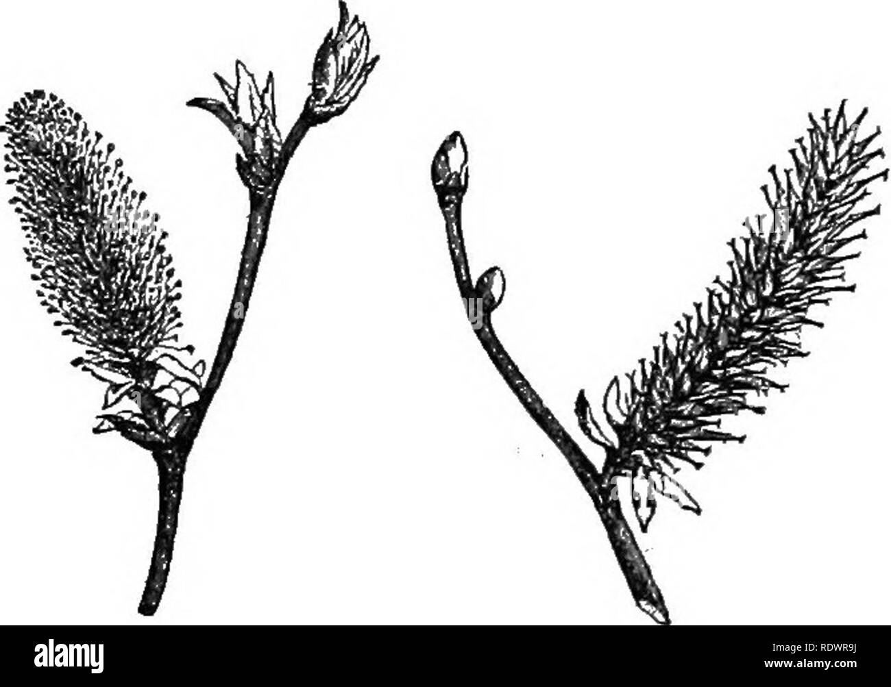 . Elements of botany. Botany; Botany. AEBANGEMENT OF FLOWERS OK THE STEM. 133 called a head (Fig. 109). Arodnd the base of the head usually occurs a circle of bracts known as the involucre, well shown in Fig. 110. The same name is given to a set of bracts which often surround the bases of the pedicels in an umbel. 167. The Anthodlum. — The plants of one large group, of which the dandelion, the daisy, the thistle, and the sunflower. I n Fig. 108.— Catkins ofWillow. I, Staminate flowers ; II, Pistillate flowers. Fig. 107.— Spike of Plantain.. Please note that these images are extracted from scan Stock Photo