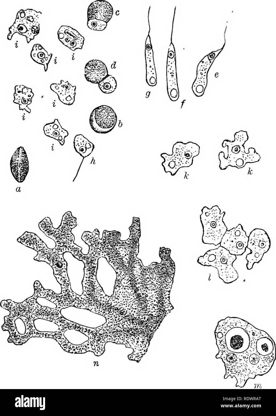 . Elements of botany. Botany; Botany. PROTOPLASM AND ITS PKOPEETIES. 127 their microscopic size, but still more in their lack of an embryo. The spores of slime-moulds are capable, when kept dry, of preserving for many years their power of germination.. Fig. 102. — A Slime-Mould, (a-m, inclusive, magnified 540 times, n magnified90 times.) but in the presence of moisture and warmth they will ger- minate as soon as they are scattered. During the process of. Please note that these images are extracted from scanned page images that may have been digitally enhanced for readability - coloration and a Stock Photo