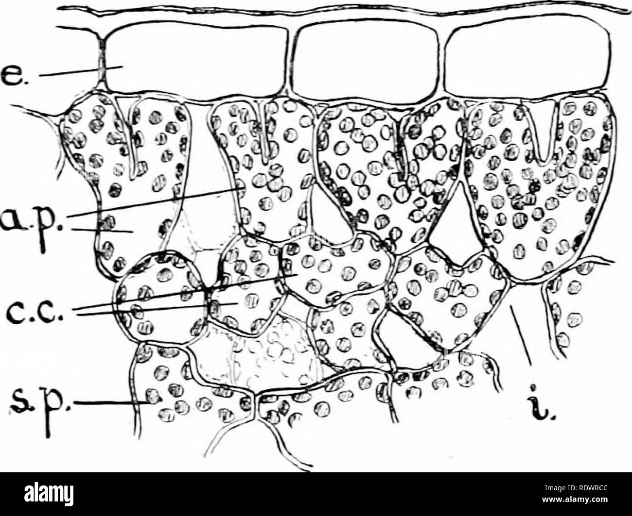 An introduction to the structure and reproduction of plants. Plant 