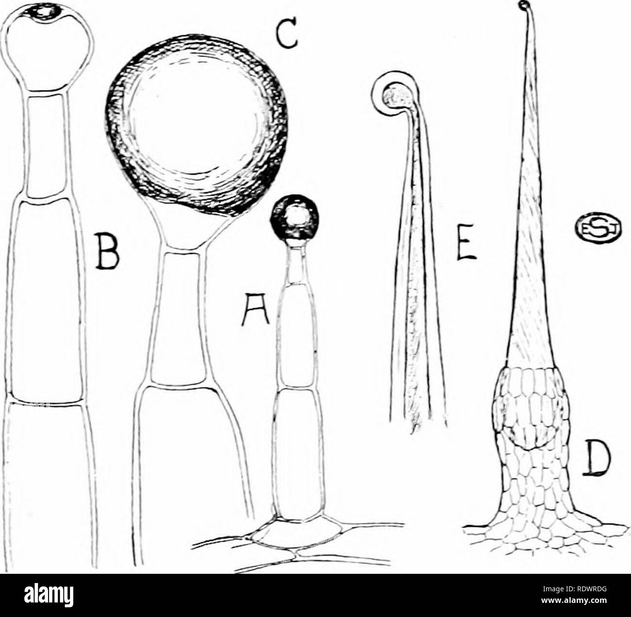 . An introduction to the structure and reproduction of plants. Plant