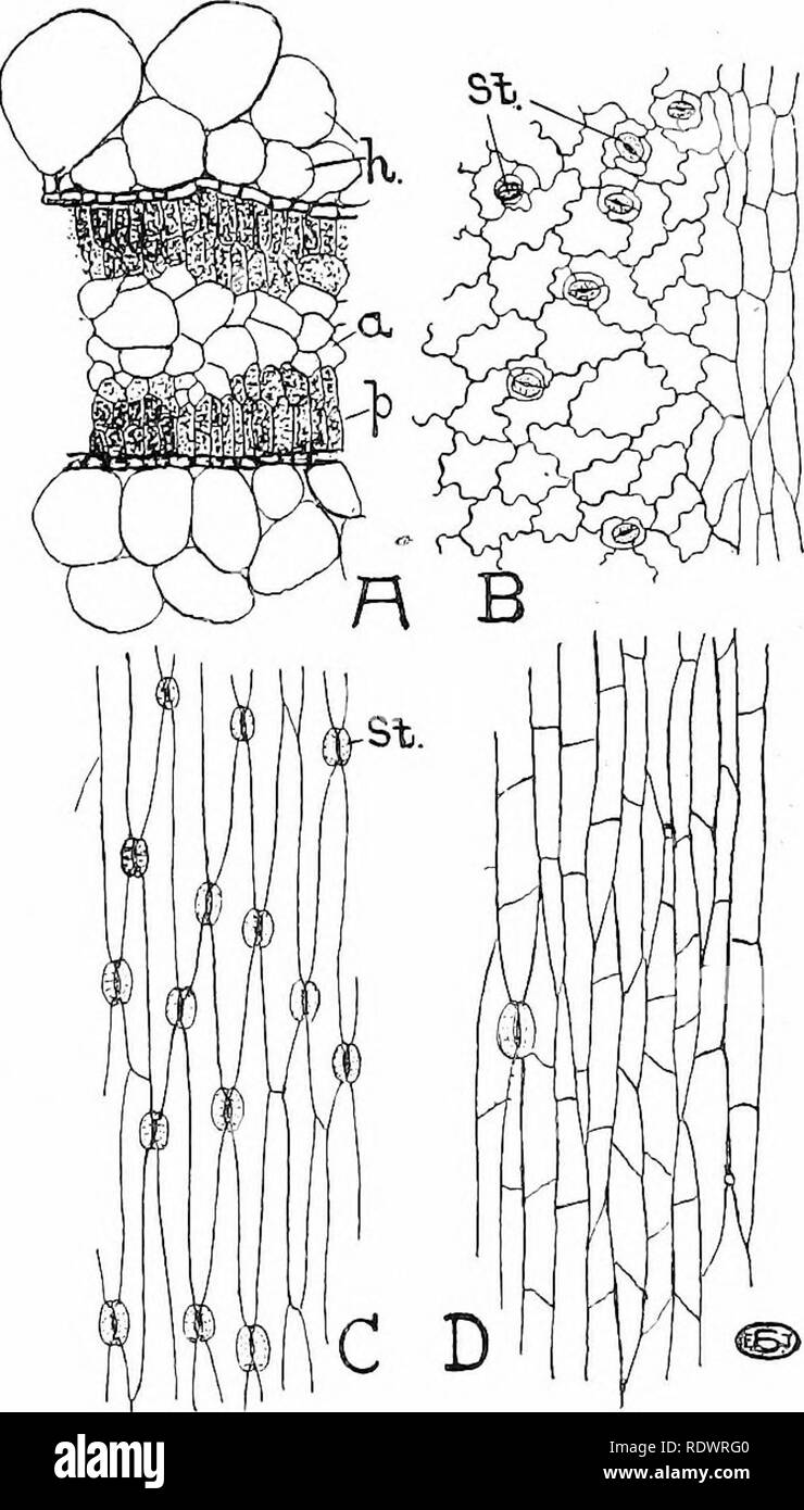 . An introduction to the structure and reproduction of plants. Plant anatomy; Plants. 94 EPIDERMIS In plants of dry habitats the epidermal cells may attain a considerable size {e.g. in the Sea Purslane, Arenaria peploides, and in the Prickly Saltwort, Salsola kali), and serve for the storage of water, which is possibly alwaj/s a function of this layer, though here to a much greater extent than is normally the rule. In extreme cases water may be stored in localised enlarge- ments, which often project as water- containing hairs or bladders {e.g. the Ice- plant, Mesembryan- themum crystallinum, a Stock Photo