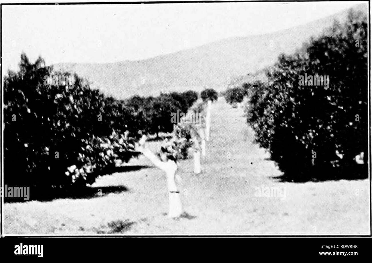 . Farm horticulture, prepared especially for those interested in either home or commercial horticulture. Vegetable gardening; Fruit-culture. 288 THE CITRUS FRUITS branches to a given length and causing healthy, plump buds to form. The bud-sticks are usually all cut at one time and stored until they are used. It is thought by some nurserymen that bud-sticks which have been stored produce a larger percentage of buds that will grow. Stored bud-sticks pro- duce a greater percentage of uniform trees because the buds seem to mature in some way during storage. The bud- sticks are tied in bundles and  Stock Photo