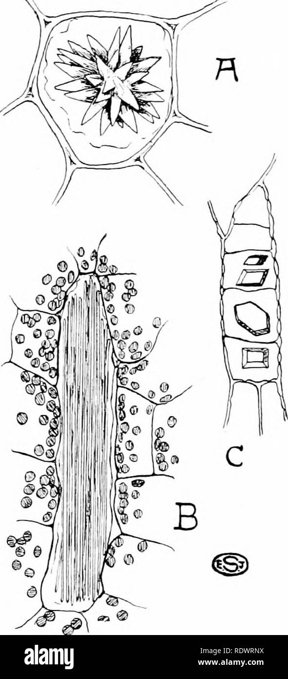 An introduction to the structure and reproduction of plants. Plant anatomy;  Plants. CRYSTALS 59 (cf. p. 144) ; also in the leaves of deciduous plants,  just prior to leaf-fall, features which