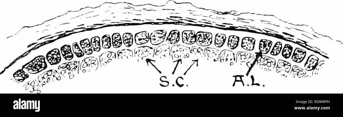 . An introduction to the structure and reproduction of plants. Plant anatomy; Plants. 52 PROTEINS with dilute potash causes both bounding membrane and crys- talloid to swell and disappear. The protein-granules of the Pea, Bean, etc., are often regarded as small aleurone grains devoid of crystalloid and globoid. Similar structures occur in abundance in the so-called aleurone layer found at the periphery of the endosperm of Grasses (&quot;VTieat, Maize, etc.), just within the coat of the grain (Fig. 24). When the latter is detached, the protein-containing layer generally comes away with it, hen Stock Photo