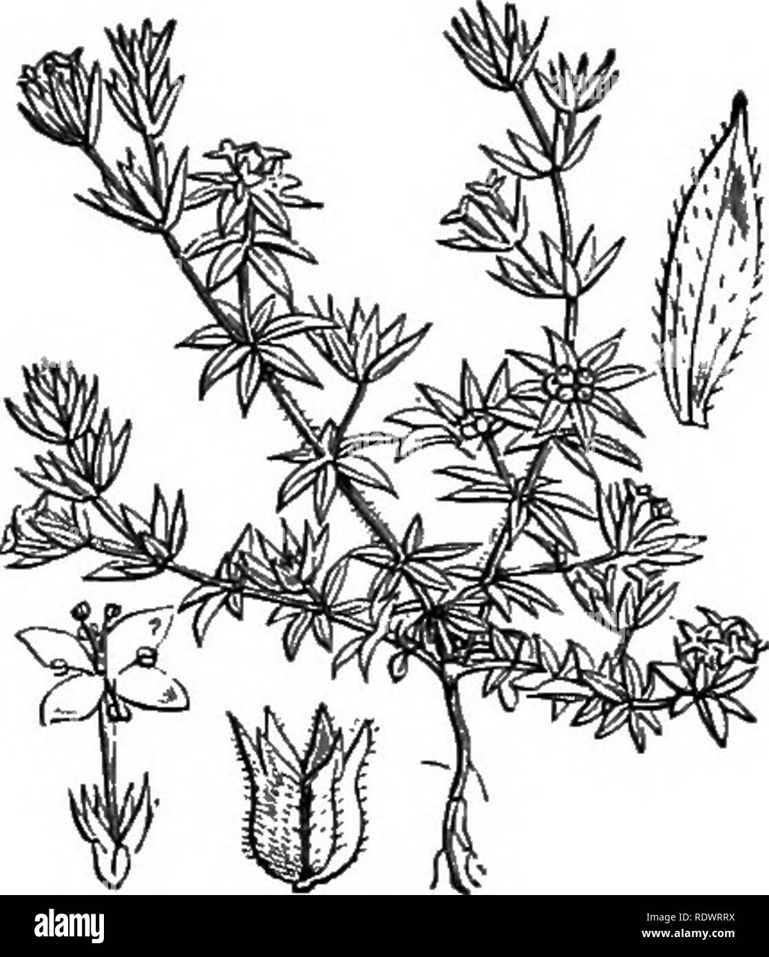 . Illustrations of the British flora: a series of wood engravings, with dissections, of British plants. Botany; Botany. 482. Asperula cynanchica, L. Sq71v1a11cy1vort. 483. Sherardia aivensi?, L. Field Madder; B. XLI. 'ALERIANE.'E.. Please note that these images are extracted from scanned page images that may have been digitally enhanced for readability - coloration and appearance of these illustrations may not perfectly resemble the original work.. Fitch, W. H. (Walter Hood), 1817-1892; Smith, George Worthington, 1835-1917; Bentham, George, 1800-1884. Handbook of the British flora. London, L Stock Photo