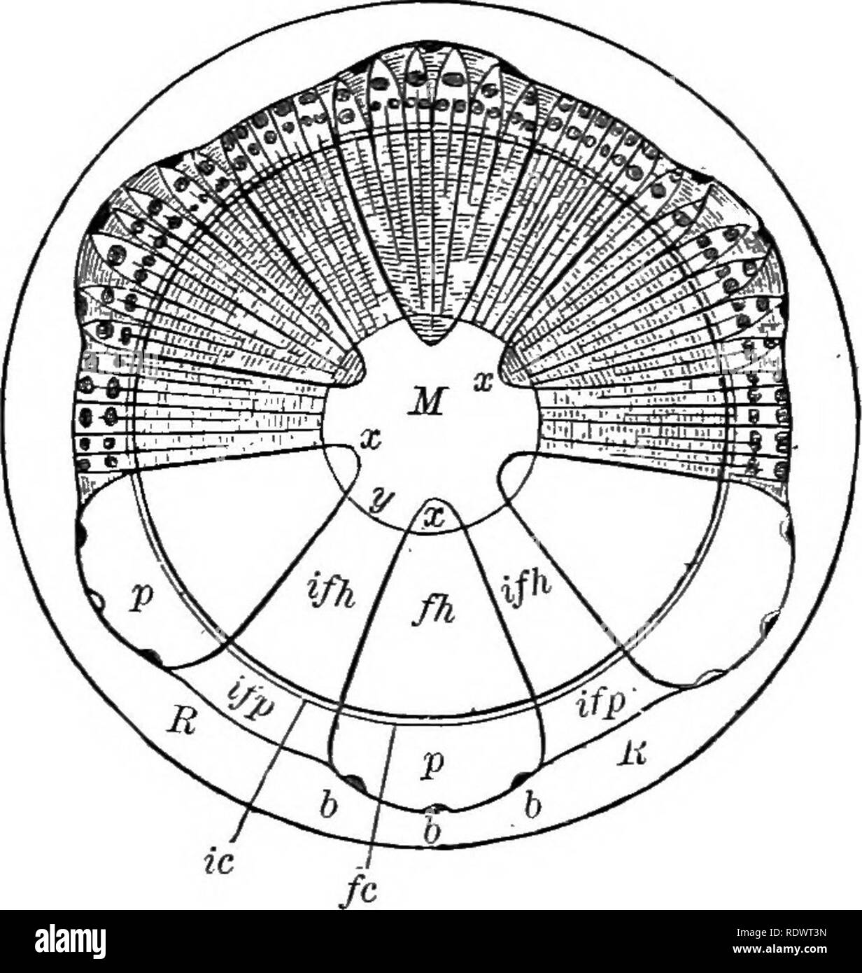 . Elements of botany. Botany; Botany. STRUCTURE OF THE STEM. 63 After ...