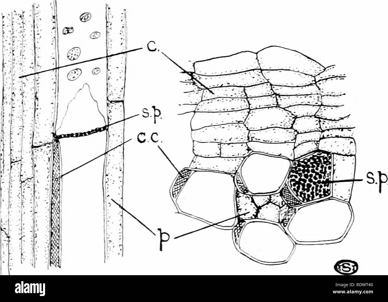 An Introduction To The Structure And Reproduction Of Plants Plant Anatomy Plants Thickexixg Of The Cell Wall 29 During The Phase Of Enlargement The Walls Undergo No Appreciable Thickening But Surface Growth