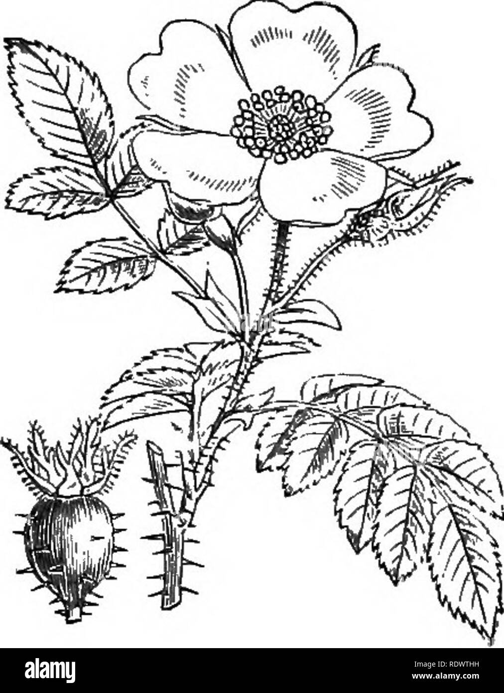 . Illustrations of the British flora: a series of wood engravings, with dissections, of British plants. Botany; Botany. 2. Calyciflora] XXVI. ROSACEA. 83. 330. Rosa villosa, L. -â R. tomentosa, Sm. Downy R.. Please note that these images are extracted from scanned page images that may have been digitally enhanced for readability - coloration and appearance of these illustrations may not perfectly resemble the original work.. Fitch, W. H. (Walter Hood), 1817-1892; Smith, George Worthington, 1835-1917; Bentham, George, 1800-1884. Handbook of the British flora. London, L. Reeve Stock Photo