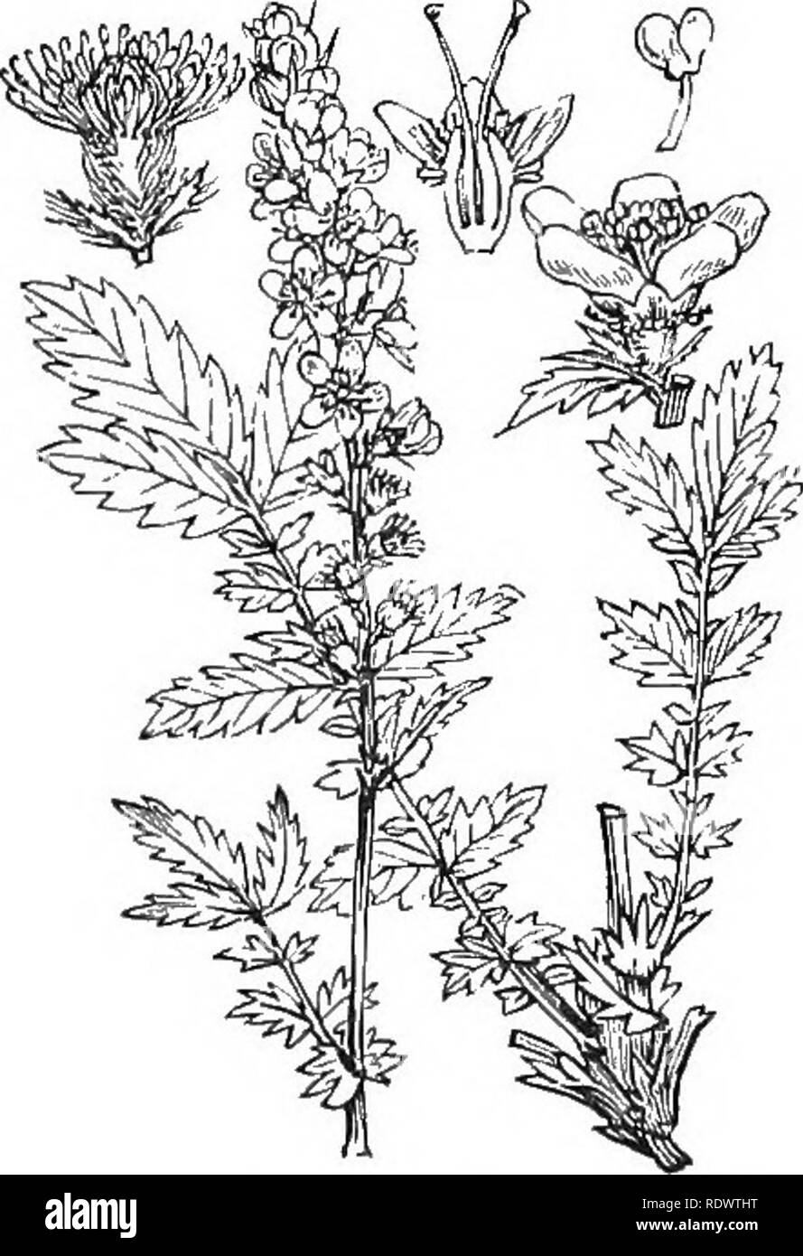 . Illustrations of the British flora: a series of wood engravings, with dissections, of British plants. Botany; Botany. 326. Sanguisorba officinalis, L. Poterium off., Hook. f. Great Buriict; P. 327. Poterium Sanguisorba, L. Salad Burnet.. 328. Agrimonia EupaLoria, L. Agrimony; K.. Please note that these images are extracted from scanned page images that may have been digitally enhanced for readability - coloration and appearance of these illustrations may not perfectly resemble the original work.. Fitch, W. H. (Walter Hood), 1817-1892; Smith, George Worthington, 1835-1917; Bentham, George, 18 Stock Photo