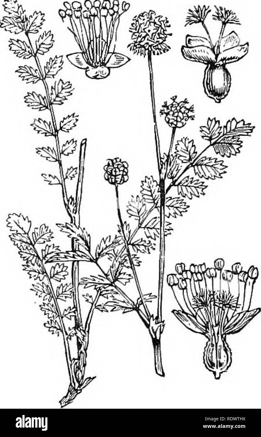 . Illustrations of the British flora: a series of wood engravings, with dissections, of British plants. Botany; Botany. 326. Sanguisorba officinalis, L. Poterium off., Hook. f. Great Buriict; P. 327. Poterium Sanguisorba, L. Salad Burnet.. Please note that these images are extracted from scanned page images that may have been digitally enhanced for readability - coloration and appearance of these illustrations may not perfectly resemble the original work.. Fitch, W. H. (Walter Hood), 1817-1892; Smith, George Worthington, 1835-1917; Bentham, George, 1800-1884. Handbook of the British flora. Lon Stock Photo