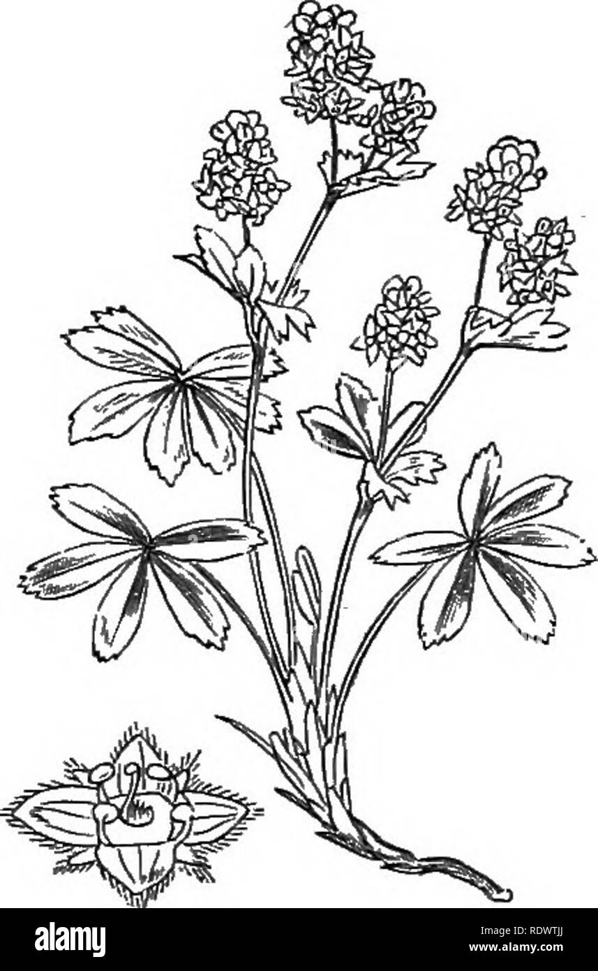 . Illustrations of the British flora: a series of wood engravings, with dissections, of British plants. Botany; Botany. 322. Potenlilla palustris, Scop. Comarum pa., L. Marsh P.; P. 323. Alchemilla vulgaris, L. Ladys-jnaitilc ; G.. Please note that these images are extracted from scanned page images that may have been digitally enhanced for readability - coloration and appearance of these illustrations may not perfectly resemble the original work.. Fitch, W. H. (Walter Hood), 1817-1892; Smith, George Worthington, 1835-1917; Bentham, George, 1800-1884. Handbook of the British flora. London, L.  Stock Photo