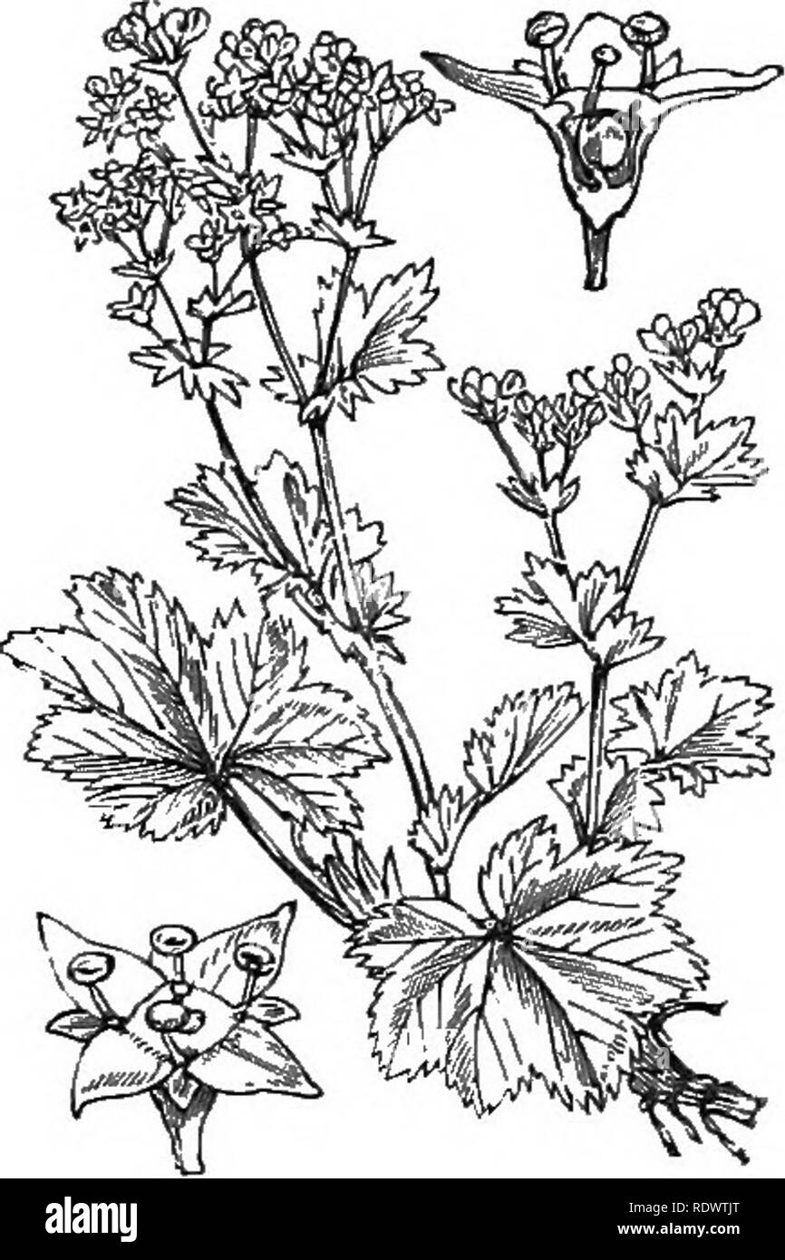 . Illustrations of the British flora: a series of wood engravings, with dissections, of British plants. Botany; Botany. 322. Potenlilla palustris, Scop. Comarum pa., L. Marsh P.; P. 323. Alchemilla vulgaris, L. Ladys-jnaitilc ; G.. Please note that these images are extracted from scanned page images that may have been digitally enhanced for readability - coloration and appearance of these illustrations may not perfectly resemble the original work.. Fitch, W. H. (Walter Hood), 1817-1892; Smith, George Worthington, 1835-1917; Bentham, George, 1800-1884. Handbook of the British flora. London, L.  Stock Photo
