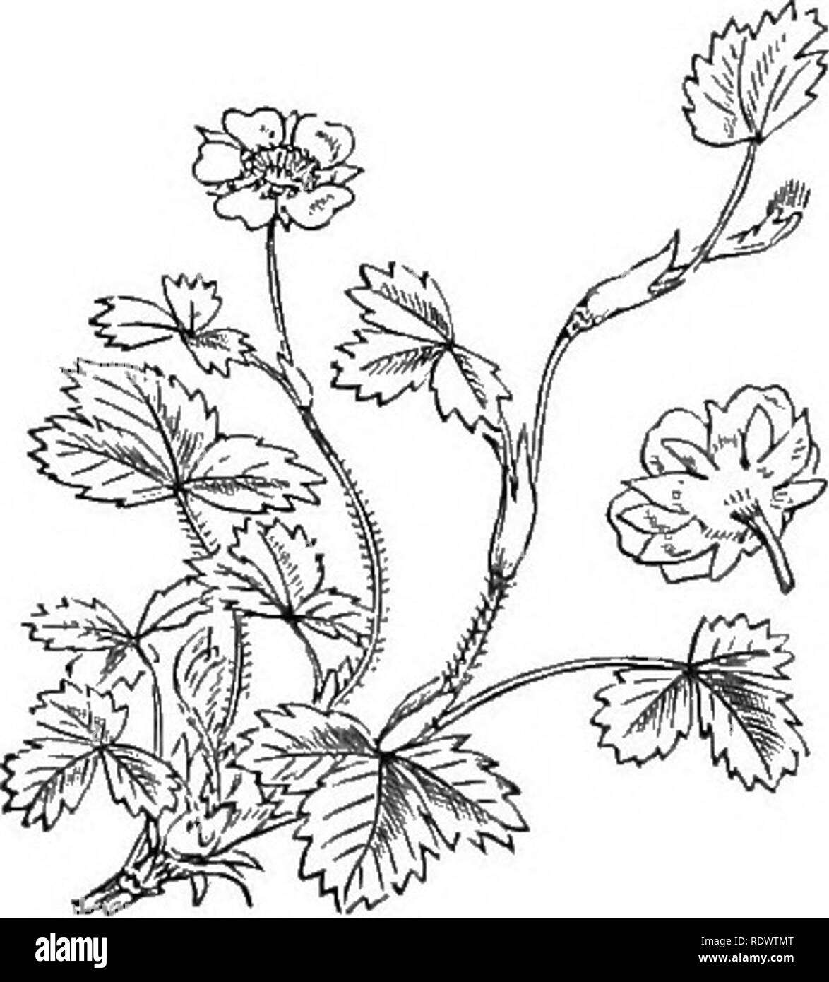 . Illustrations of the British flora: a series of wood engravings, with dissections, of British plants. Botany; Botany. 311. Rubus ChamEemorus, L. Cloudberry,. 312. Fragaria vesca, L. 313. Potentilla Fragariastrum, Elir. Strawberry. P. sterilis, Gar. Strawberry-leaved P.. Please note that these images are extracted from scanned page images that may have been digitally enhanced for readability - coloration and appearance of these illustrations may not perfectly resemble the original work.. Fitch, W. H. (Walter Hood), 1817-1892; Smith, George Worthington, 1835-1917; Bentham, George, 1800-1884. H Stock Photo