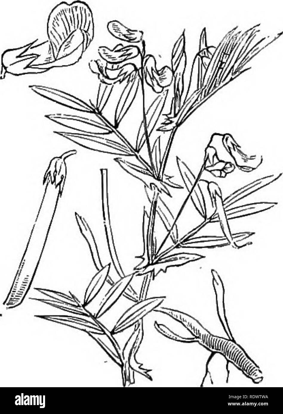 . Illustrations of the British flora: a series of wood engravings, with dissections, of British plants. Botany; Botany. 294. Lathyrus palustris, L. ! Pen ; P. 295. Lathyrus maritimus, Bigel. Sea Pea ; P,. 296. Lathyrus macrorrhizus, Wiinm. L. inontanus, Bernh. T^llierous J'c'a; P,. Please note that these images are extracted from scanned page images that may have been digitally enhanced for readability - coloration and appearance of these illustrations may not perfectly resemble the original work.. Fitch, W. H. (Walter Hood), 1817-1892; Smith, George Worthington, 1835-1917; Bentham, George, 18 Stock Photo