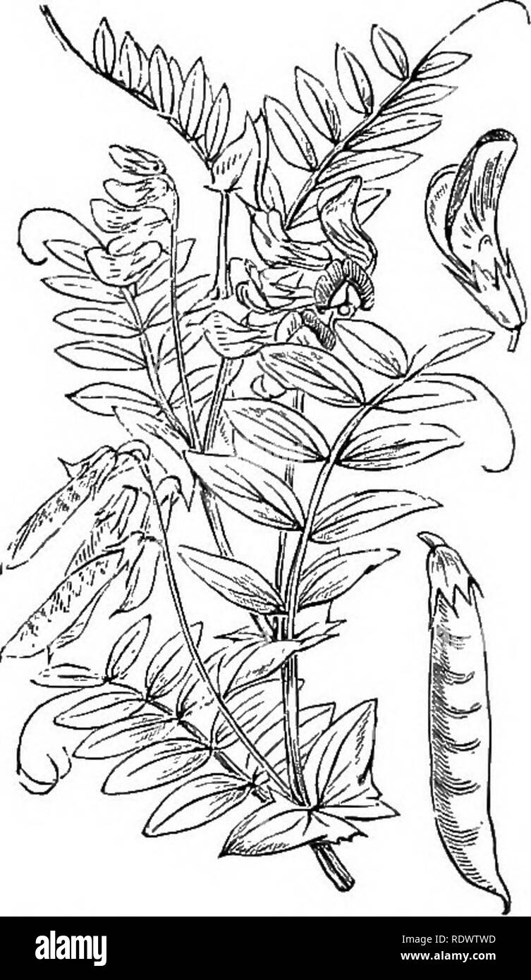 . Illustrations of the British flora: a series of wood engravings, with dissections, of British plants. Botany; Botany. 294. Lathyrus palustris, L. ! Pen ; P. 295. Lathyrus maritimus, Bigel. Sea Pea ; P,. Please note that these images are extracted from scanned page images that may have been digitally enhanced for readability - coloration and appearance of these illustrations may not perfectly resemble the original work.. Fitch, W. H. (Walter Hood), 1817-1892; Smith, George Worthington, 1835-1917; Bentham, George, 1800-1884. Handbook of the British flora. London, L. Reeve Stock Photo